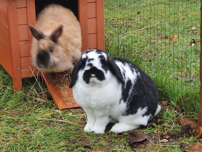 Furry Friends Hotel Rabbit & Small Animal Boarding .