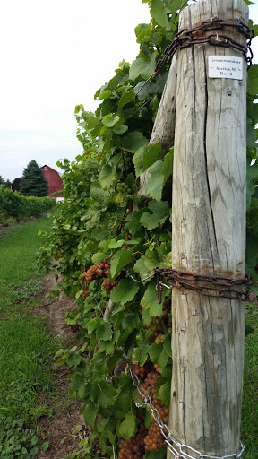 Vineyard «Ciccone Vineyard & Winery», reviews and photos, 10343 E Hilltop Rd, Suttons Bay, MI 49682, USA