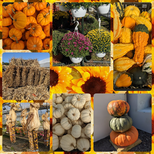 Wholesale Plant Nursery «Garden Fantasy», reviews and photos, 43250 Tyler Rd, Belleville, MI 48111, USA