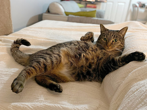 Pet Supply Store «Petco Animal Supplies», reviews and photos, 1591 Sloat Blvd, San Francisco, CA 94132, USA