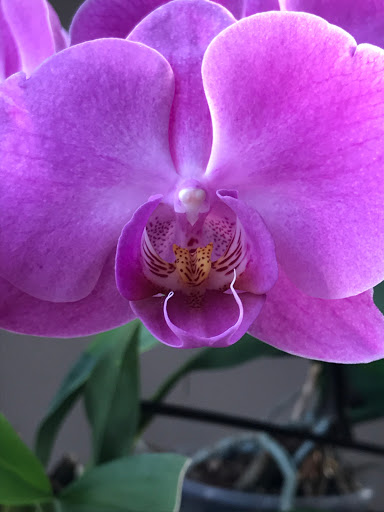 Florist «Flowers By Roger», reviews and photos, 1210 Manchester Ave, Middletown, OH 45042, USA