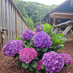 Photo n°2 de l'avis de Ana.o fait le 07/07/2023 à 20:20 sur le  Adega do Caisinho à Terra Alta