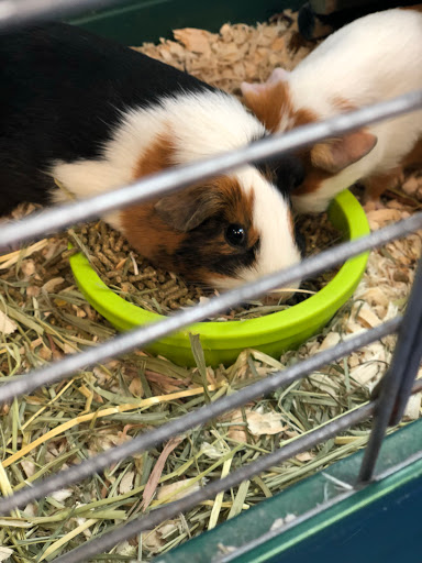 Pet Store «Pet Nation Llc», reviews and photos, 1898 Andorra St, Navarre, FL 32566, USA