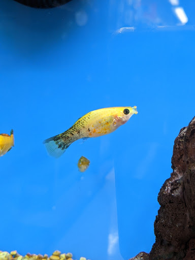 Pet Supply Store «Petco Animal Supplies», reviews and photos, 1150 Concord Ave #160, Concord, CA 94520, USA