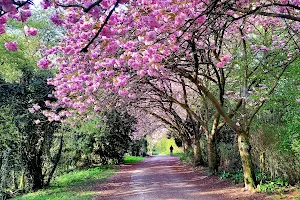 Kirschblüte im Schloss Park image
