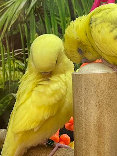 Pet Supply Store «Petco Animal Supplies», reviews and photos, 5994 Montana Ave, El Paso, TX 79925, USA