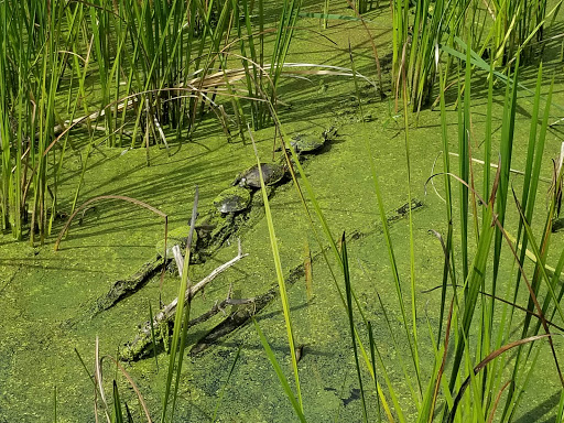 Nature Preserve «Tifft Nature Preserve», reviews and photos, 1200 Fuhrmann Boulevard, Buffalo, NY 14203, USA