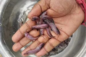 Bihar fish seed center image