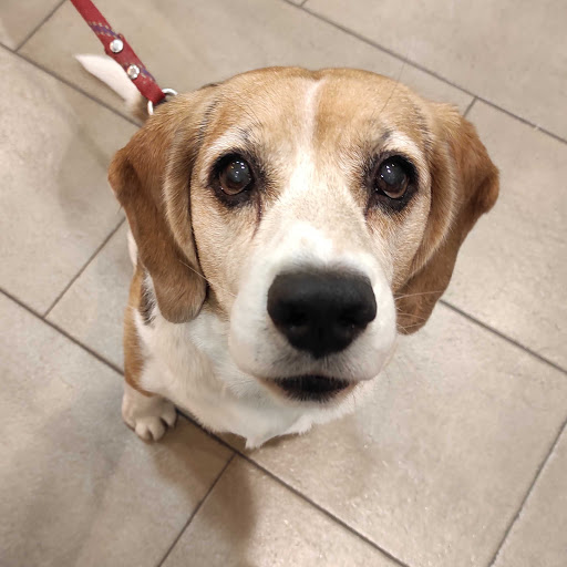 Clínica Veterinaria Almogàvers Parc en Barcelona