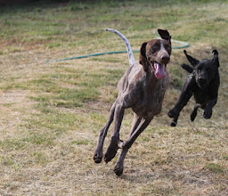 Powered by Pawz Doggy day care and boarding facilities photo