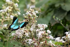 Sammilan Shetty's Butterfly Park image