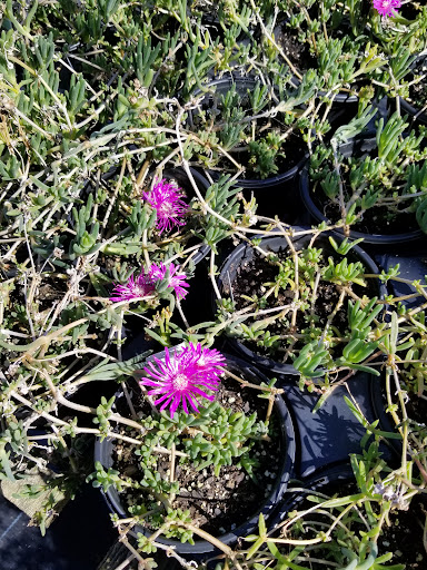 Plant Nursery «Guerin Nursery and Boutique», reviews and photos, 1418 Fall Creek Hwy, Granbury, TX 76049, USA