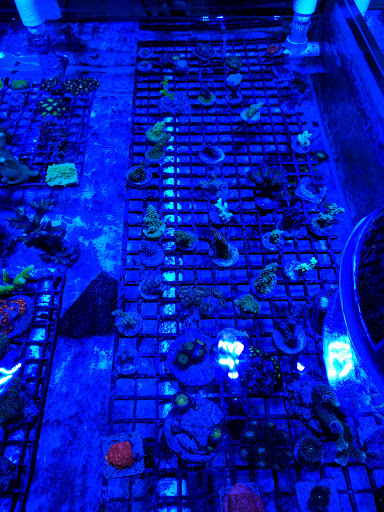 Fish Store «The Reef Room LLC», reviews and photos, 1a Lyliston Ln, Newport News, VA 23601, USA