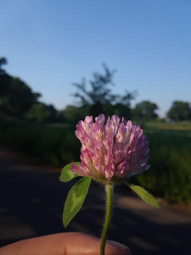 Park «Baisley Pond Park», reviews and photos, Baisley Blvd, Jamaica, NY 11434, USA