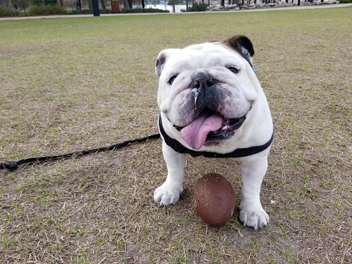 Park «Water Works Park», reviews and photos, 1710 N Highland Ave, Tampa, FL 33602, USA