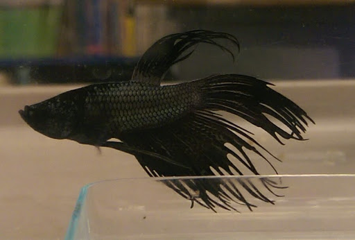 Pet Store «Animal Ark», reviews and photos, 2730 Brookdale Dr, Kingwood, TX 77339, USA