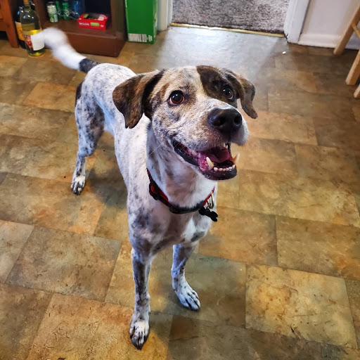 Animal Shelter «Humane Society of Ocean City», reviews and photos, 1 Shelter Rd, Ocean City, NJ 08226, USA