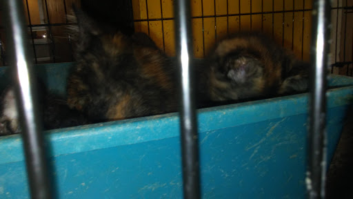 Tropical Fish Store «World Of Pets Inc», reviews and photos, 7199 Turfway Rd #2, Florence, KY 41042, USA