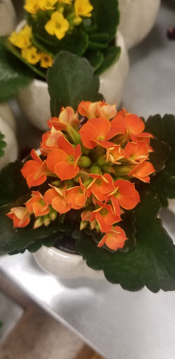 Supermarket «Publix Super Market at Wilshire Pavillion», reviews and photos, 1200 Hwy 74 S #20, Peachtree City, GA 30269, USA