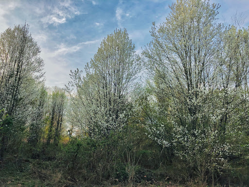 Nature Preserve «Big Creek Greenway», reviews and photos, 3785 Webb Bridge Rd, Alpharetta, GA 30022, USA