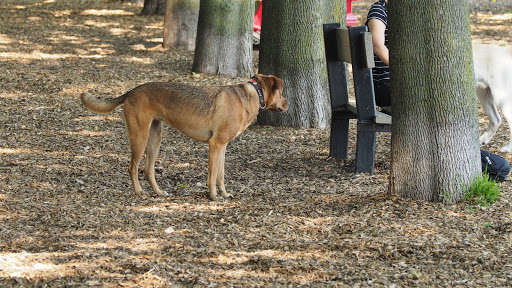 Coronation Park Offleash Dog Park Toronto