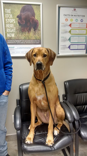 Vet-Champlain Animal Care Inc image