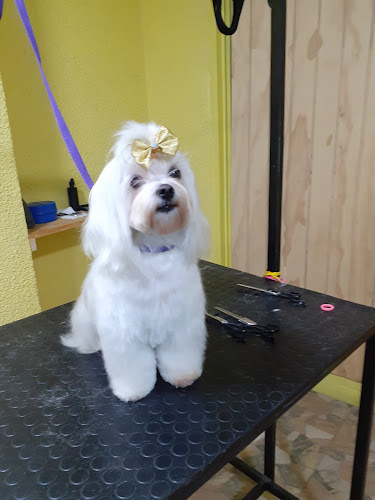 Salon canino mascotas en burbujas - Arica