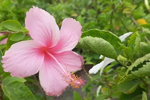 Brundavan Gardens image