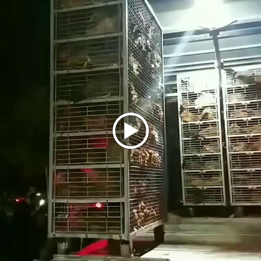 Mexican Restaurant «El Pollo Loco», reviews and photos, 5009 S Arizona Mills Cir, Tempe, AZ 85282, USA