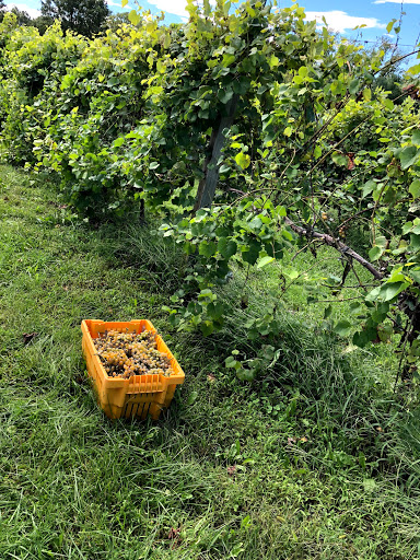 Vineyard «Detour Vineyard & Winery», reviews and photos, 7933 Forest and Stream Club Rd, Keymar, MD 21757, USA