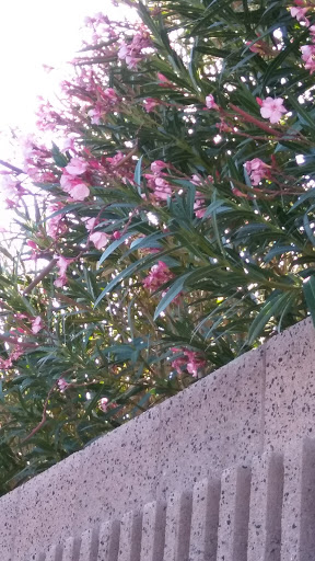 Park «Angel Park», reviews and photos, Angel Park Trail, Las Vegas, NV 89145, USA