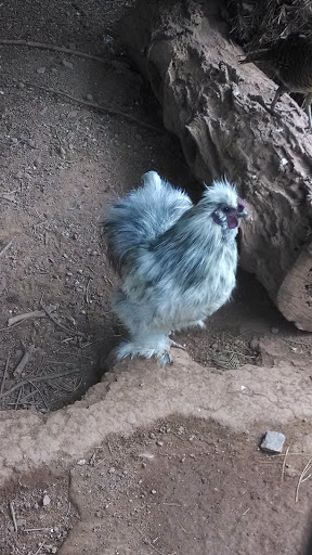 Zoo «Deer Haven Mini Zoo», reviews and photos, 12312 Detour Rd, Keymar, MD 21757, USA