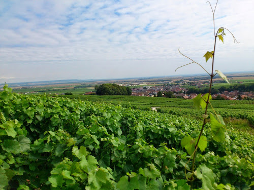 Champagne Patrick Regnault à Le Mesnil-sur-Oger