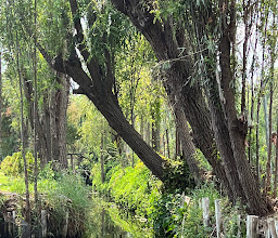 Trajineras Xochimilco Don Pedro photo