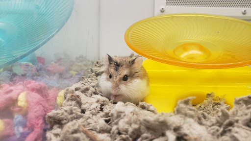 Pet Supply Store «Petco Animal Supplies», reviews and photos, 5975 20th St, Vero Beach, FL 32966, USA