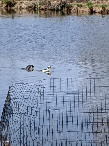 National Park «Kenilworth Park», reviews and photos, 1505 Ancostia Ave NE, Washington, DC 20019, USA