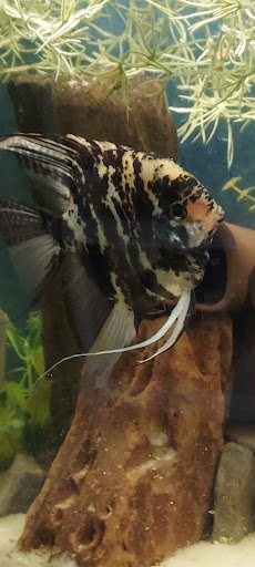 Pet Supply Store «Pet Supplies Plus», reviews and photos, 911 N Cable Rd a, Lima, OH 45805, USA