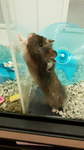 Pet Supply Store «Petco Animal Supplies», reviews and photos, 7907 State Highway N, Dardenne Prairie, MO 63368, USA