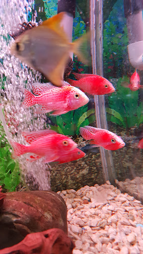 Pet Store «Fish-N-Pets Unlimited», reviews and photos, 11710 Bissonnet St, Houston, TX 77099, USA