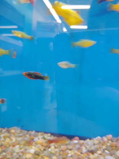 Pet Supply Store «Pet Supplies Plus», reviews and photos, 14839 Detroit Ave, Lakewood, OH 44107, USA