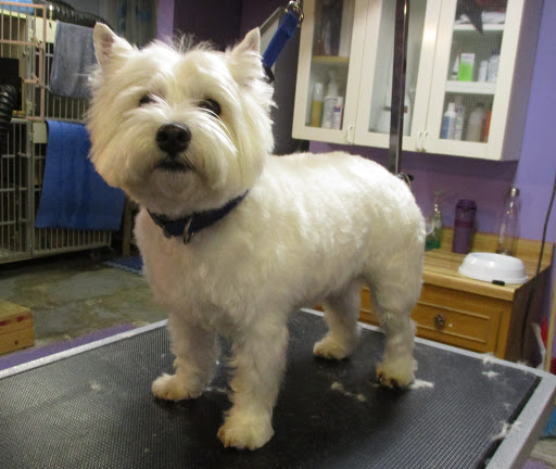 Diggity Dog Grooming in Cabbagetown