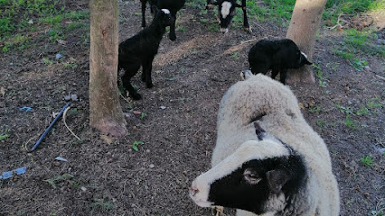 Vedat karamolla damızlık romanow koyun çiftliği