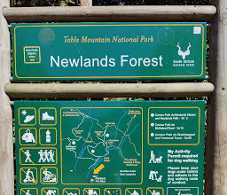 Newlands Forest photo