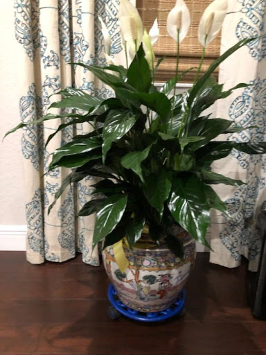 Florist «Driftwood Florist», reviews and photos, 711 W Indiantown Rd, Jupiter, FL 33458, USA