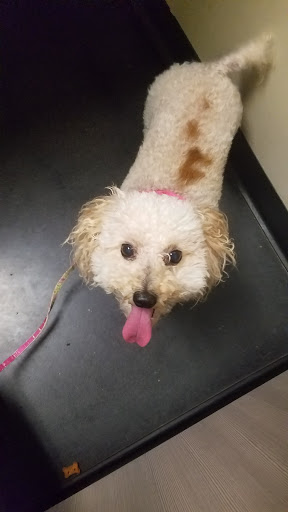 Pet Store «Market Street PET DEPOT», reviews and photos, 2979 S Market St, Gilbert, AZ 85295, USA