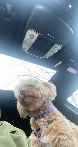 Pet Supply Store «PetSmart», reviews and photos, 9887 76th St, Pleasant Prairie, WI 53158, USA