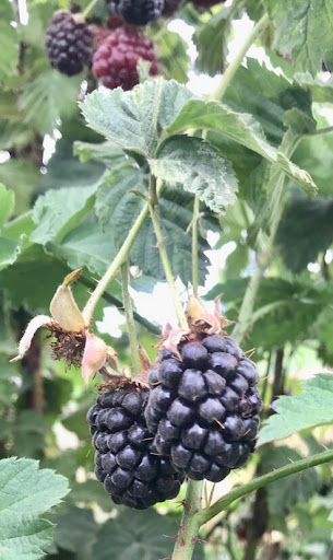 Produce Market «B&P Hitz Fruit Farm (Apples N Produce)», reviews and photos, 14070 Wilco Hwy NE, Woodburn, OR 97071, USA