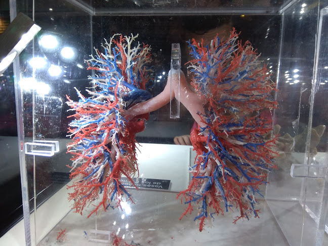 Bodies Cuerpos Humanos Reales Exhibición - Museo