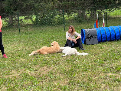Etho animal - Club canin à Monteux - Éducation bienveillante, agility, ateliers et formations à Monteux
