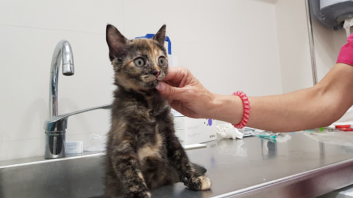 Clínica Veterinaria Zafra en Madrid